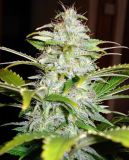 Automatic Hindu Kush