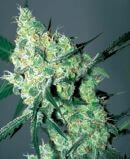 Automatic White Russian