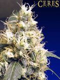 Ceres Skunk