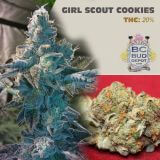 Girl Scout Cookies
