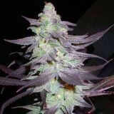 Purple Wreck