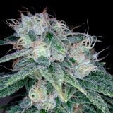 Sour Diesel