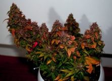 Himalaya Blue Diesel