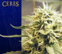 Ceres Kush